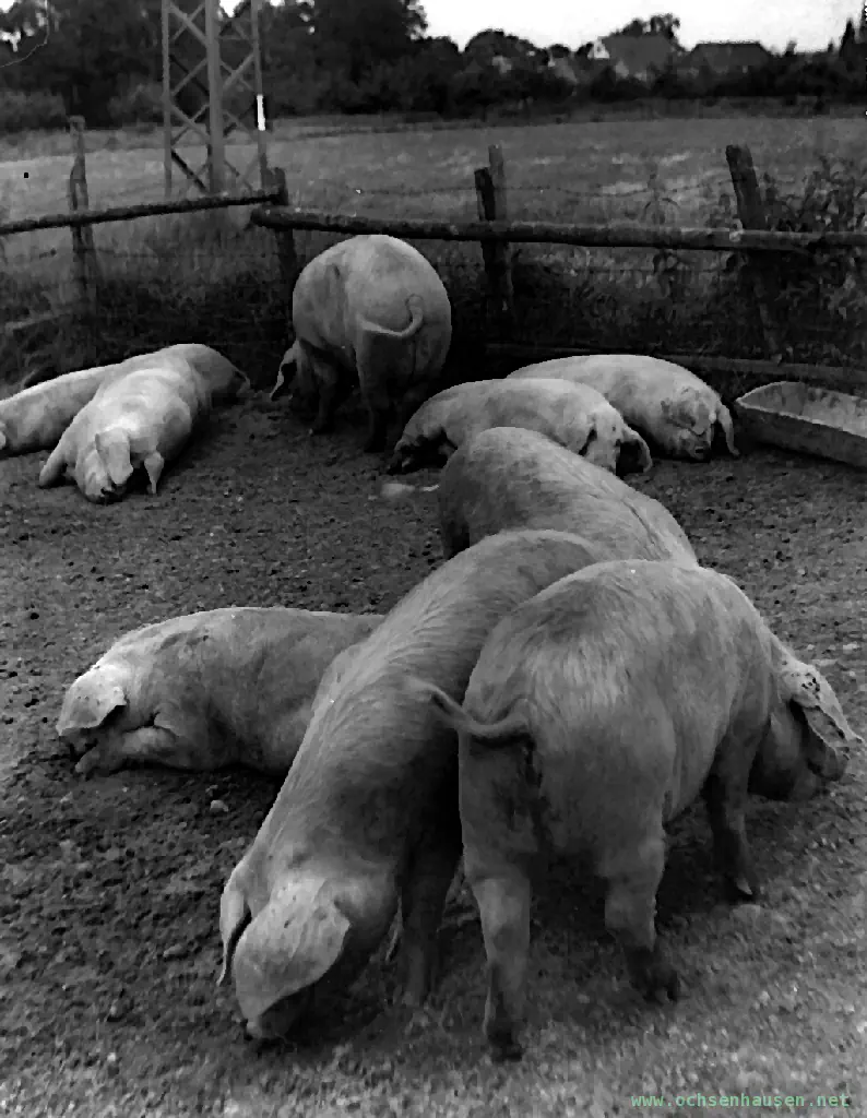 Schweinesuhle der Staatsdomäne im Hopfengarten.