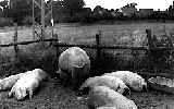 Schweinesuhle der Staatsdomäne im Hopfengarten.