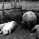 Schweinesuhle der Staatsdomäne im Hopfengarten.
