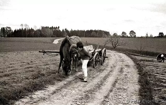 Pferdegespann Burghalde 1964