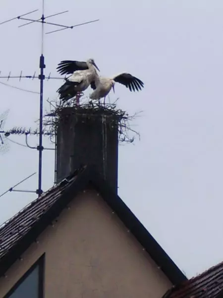 Storchenpaar in Ochsenhausen April 2014